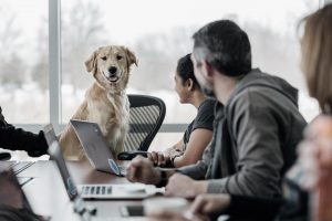 Photo of Dog in meeting